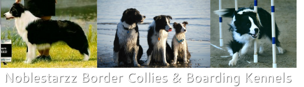 Noblestarzz Border Collies and Boarding Kennels